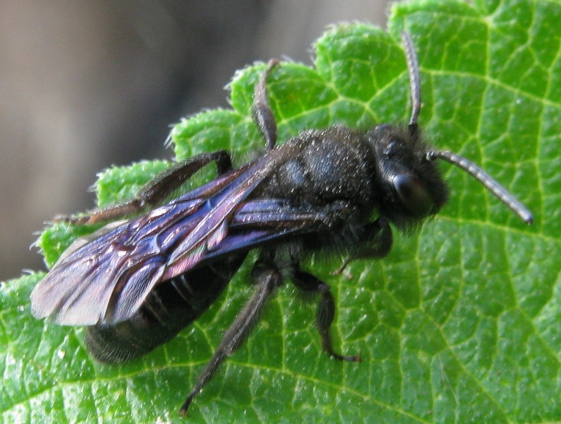 operaia?? No, cfr.  Andrena sp.